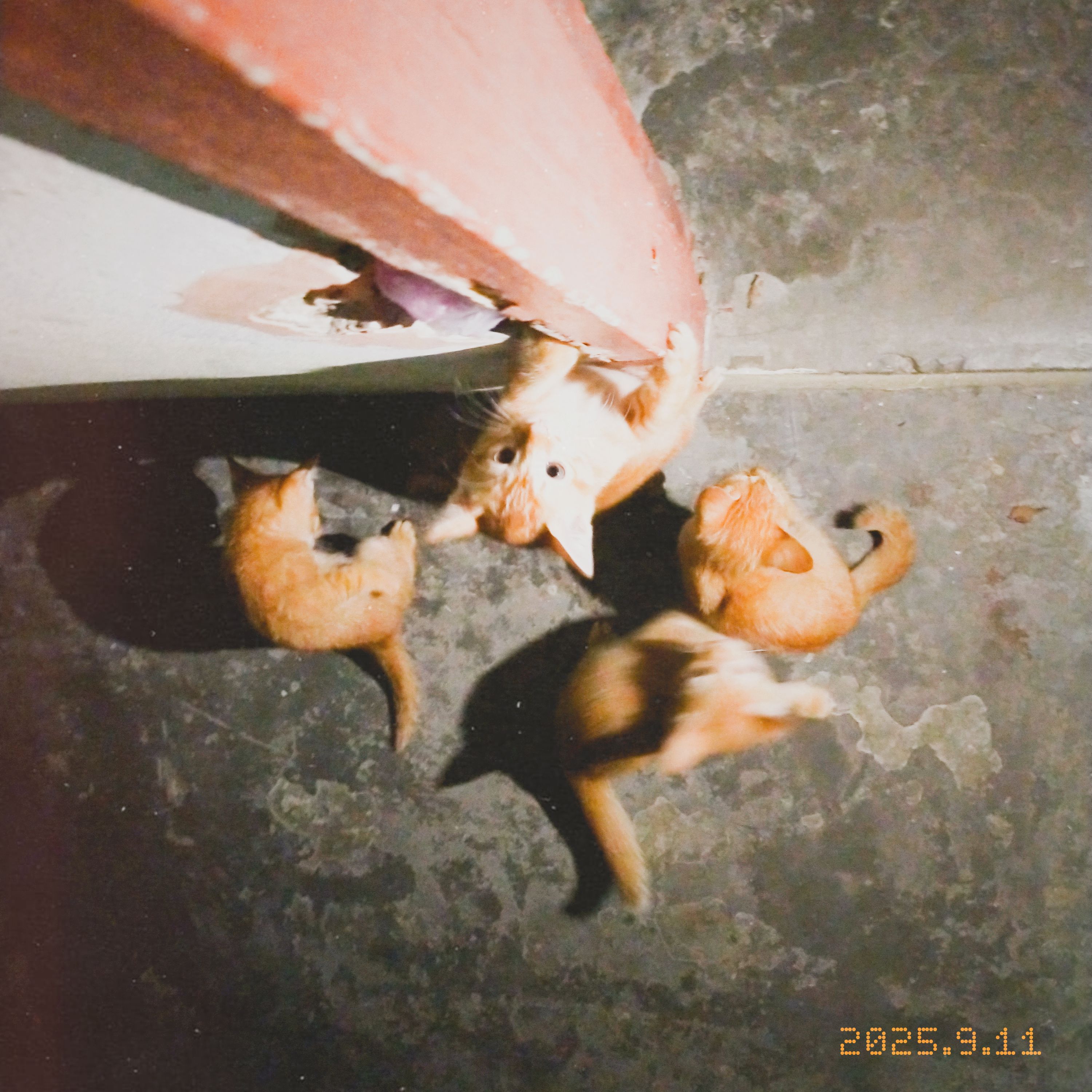 kml cats 01