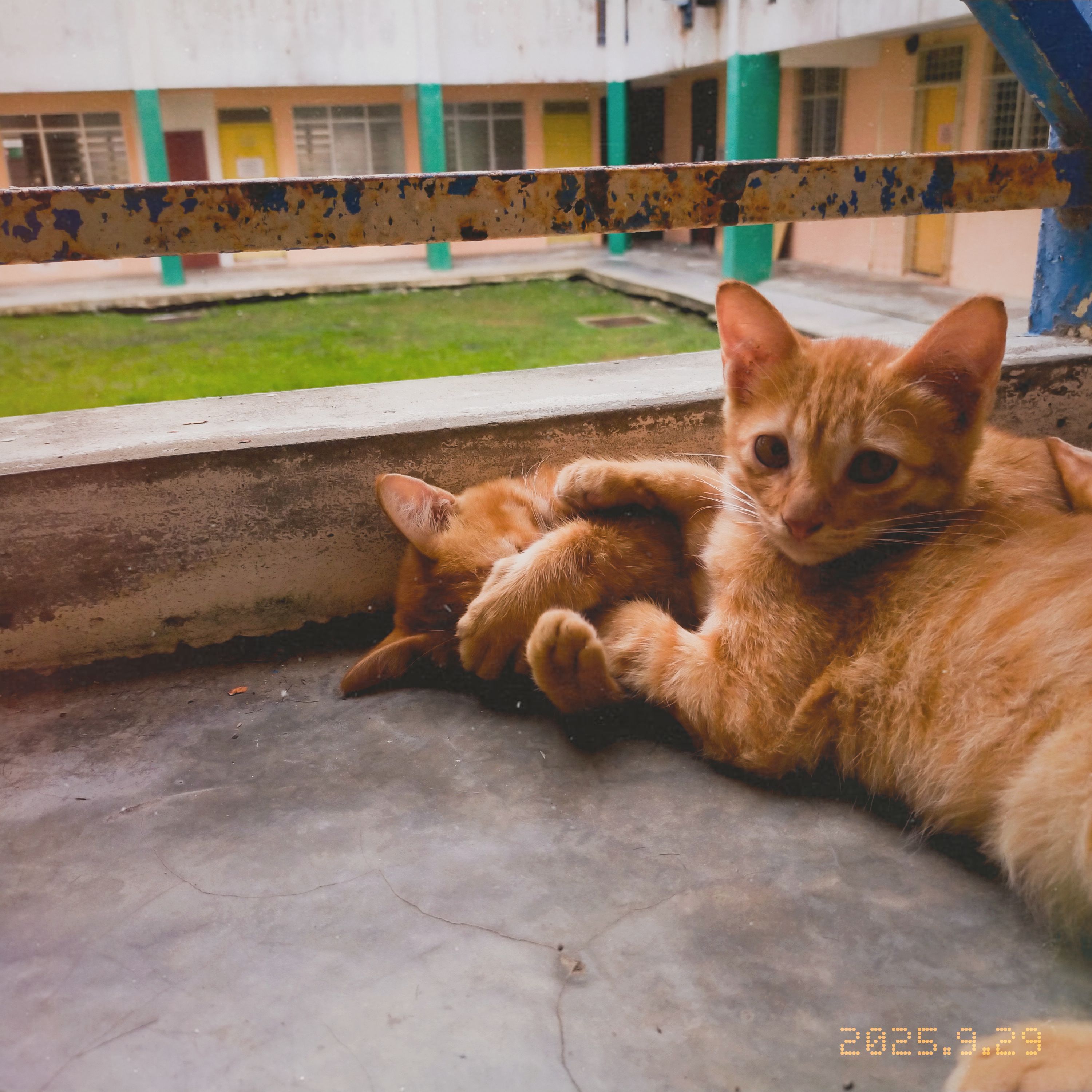 kml cats 02
