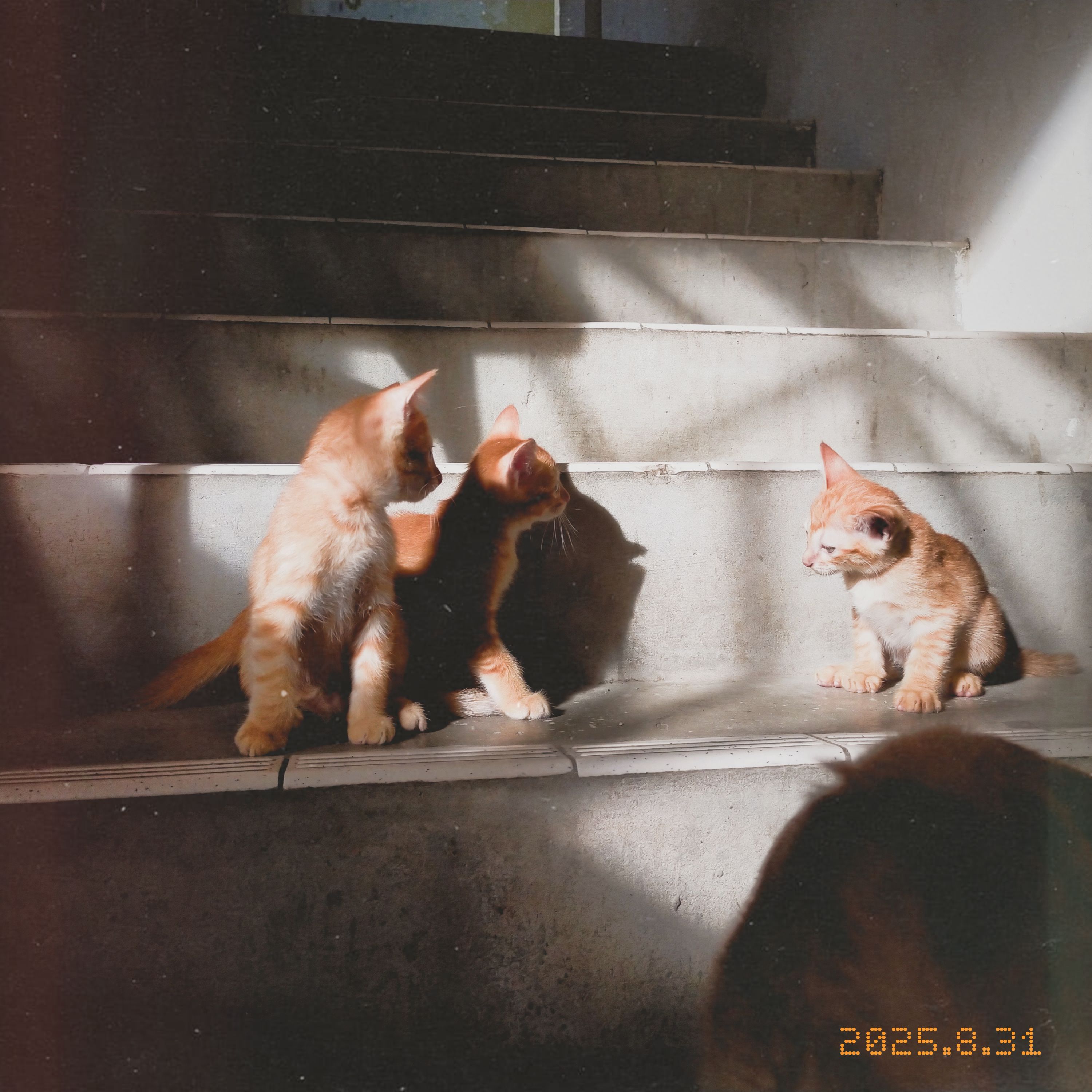 kml cat 01