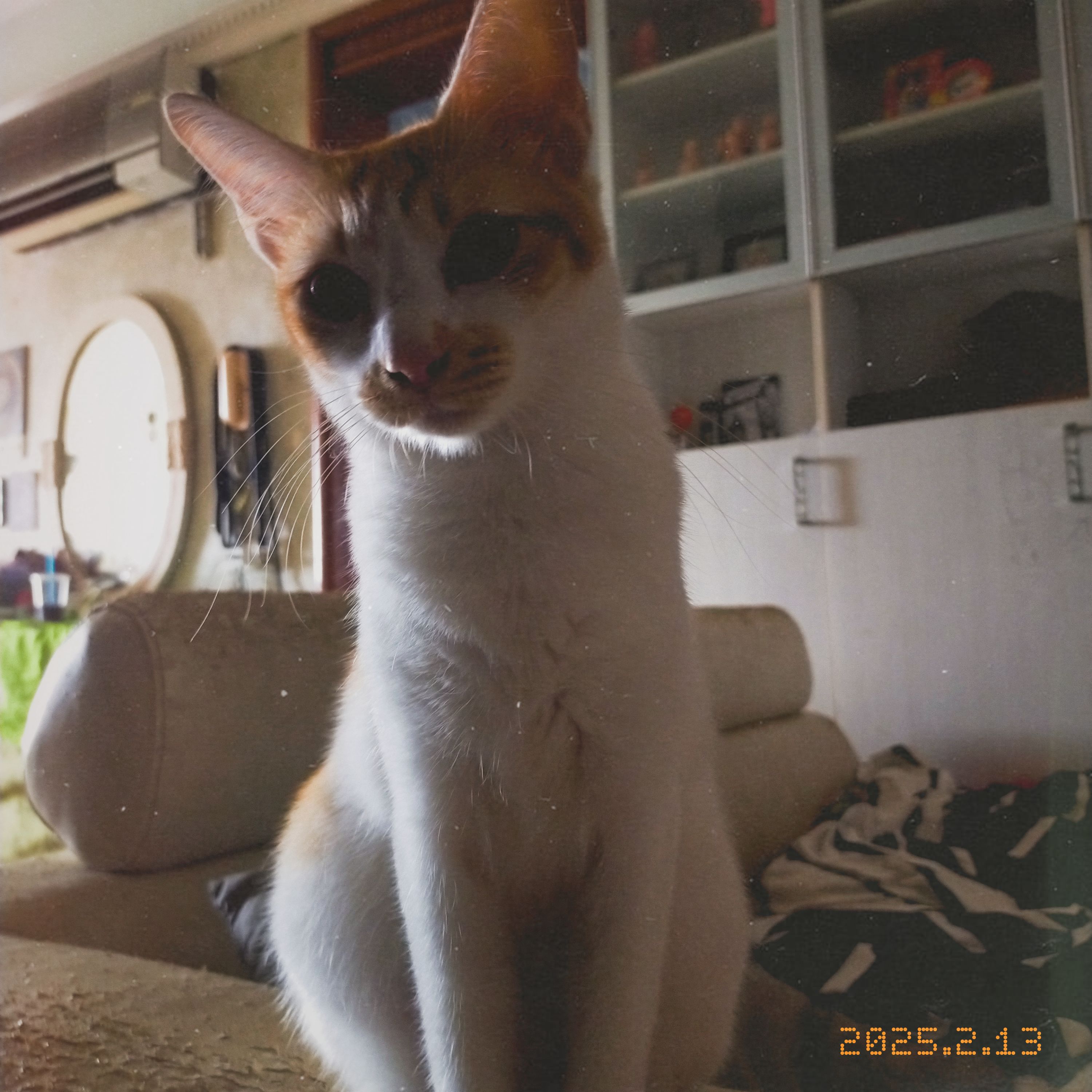 mango 04