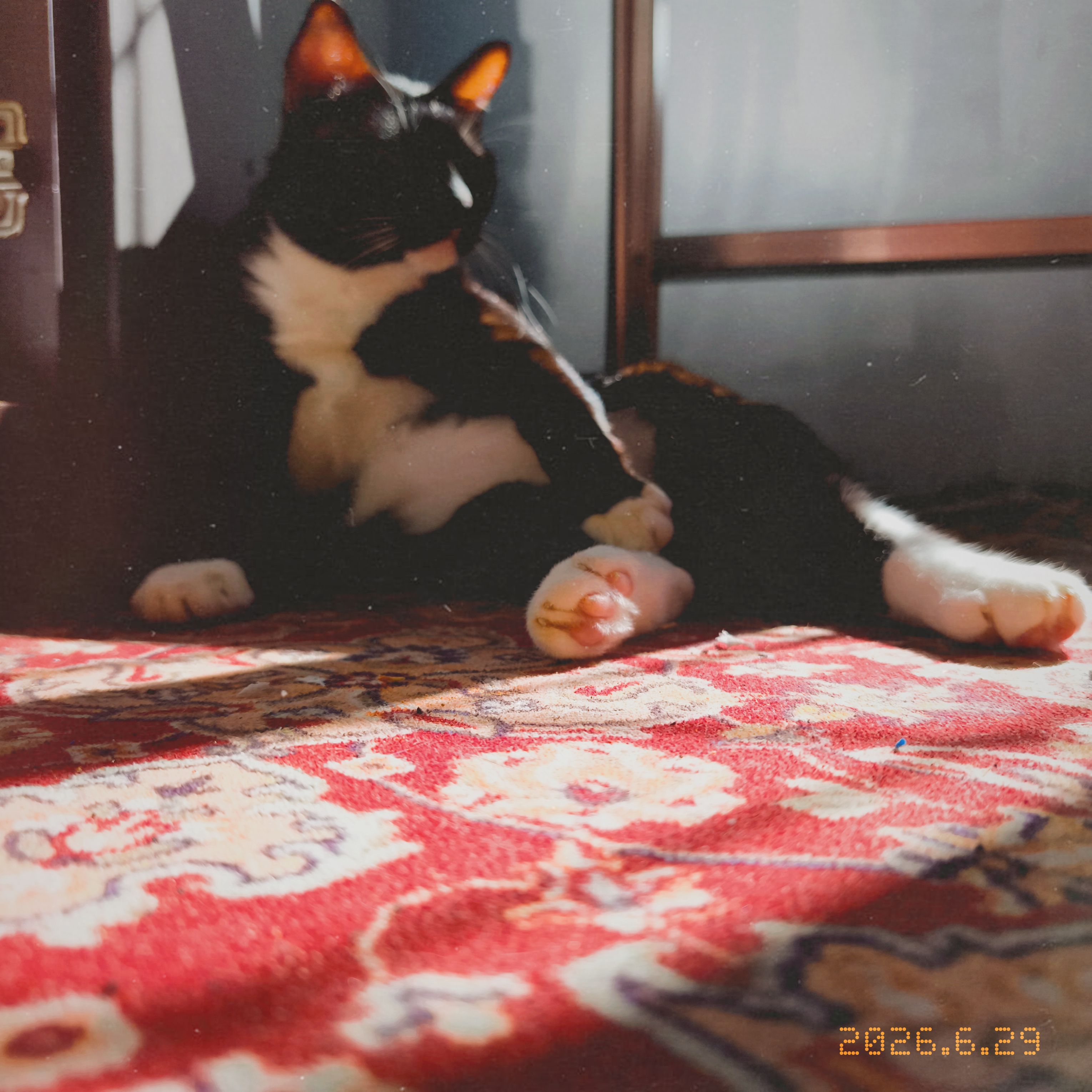 miko 15
